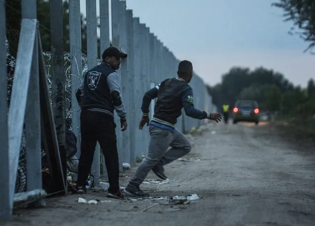 Migrants enter Hungary from Serbia at the temporary border fence under construction near the border village of Roszke, 180 kms southeast of Budapest, Hungary, early Thursday, September 10, 2015. (Photo by Sandor Ujvari/MTI via AP Photo)