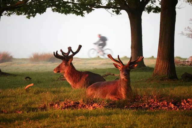 A cyclist on an early morning bike ride passes by deer in Richmond Park in London, Britain on May 7, 2020. (Photo by Yann Tessier/Reuters)