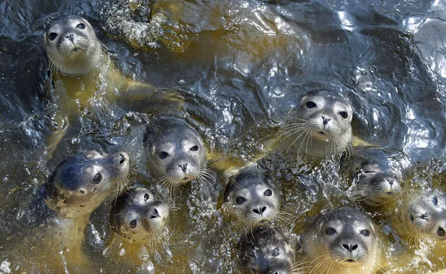 A picture made available on 11 September 2015 shows a group of young seals waiting to be fed at the seal sanctury in Norden, Germany, 22 July 2015. (Photo by Carmen Jaspersen/EPA)