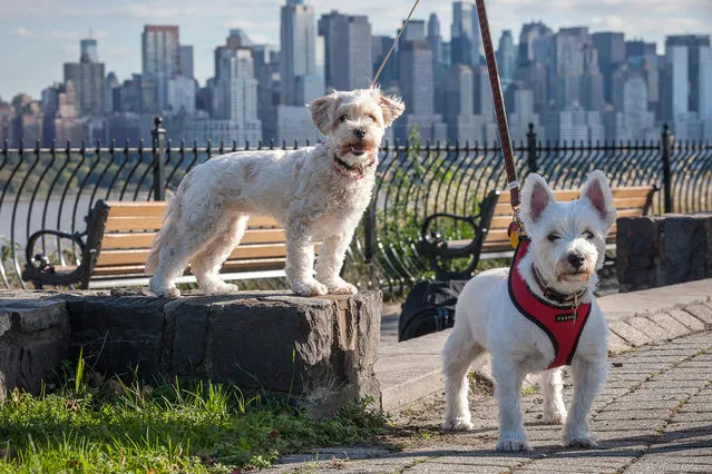 West Highland White Terriers in New Jersey walk every day with a view of Manhattan. They look across the Hudson River at New Yorkers with only a view of New Jersey. (Photo by Mark McQueen/Caters News Agency)