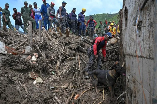 A Belgian shepherd dog, a member of the Aragua state firefighters, searches through the rubble of a destroyed house for victims, days after a devastating landslide in the town of Las Tejerias Aragua state, Venezuela, on October 12, 2022. Thousands of rescuers and residents were engaged in an increasingly desperate search through thick mud Wednesday for 56 people still missing after a devastating landslide swept through a Venezuelan town, killing dozens. (Photo by Federico Parra/AFP Photo)