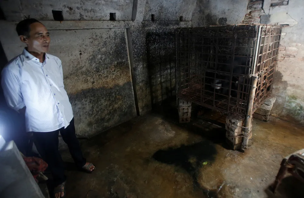 Young Sun Bear Rescued in Northern Vietnam