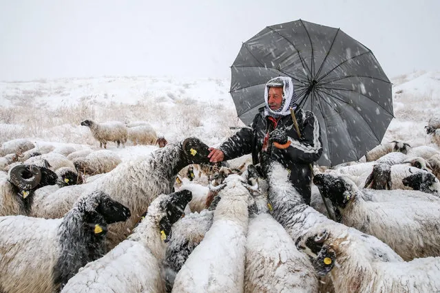 Breeder herds his sheep e after heavy snowfall in Van, Turkey on November 24, 2017. (Photo by Ozkan Bilgin/Anadolu Agency/Getty Images)