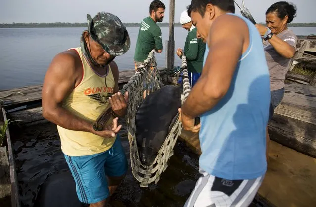 Veterinarian William Guerra Neto (2nd L) and his assistants take measurements of one of two Amazonian manatees who are being rehabilitated after sustaining injuries from hunting and fishing nets at the Center of Amazonian Manatees at Amana Lake in Maraa, Amazonas state, Brazil, September 21, 2015. (Photo by Bruno Kelly/Reuters)