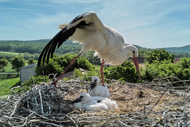 A stork mother and her two starlets sit in their nest in Wehrheim near Frankfurt, Germany, Wednesday, May 14, 2025. (Photo by Michael Probst/AP Photo)