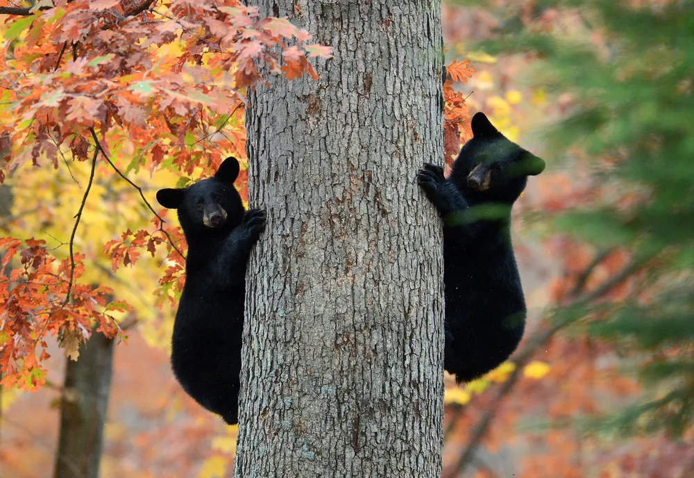 The Week in Pictures: Animals, October 24 – November 1, 2014