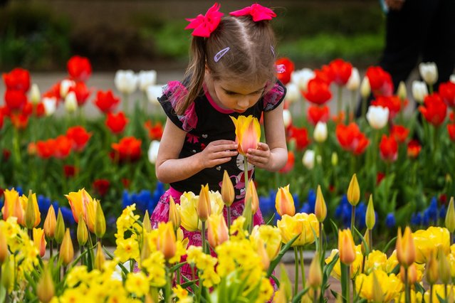 A young girl smells the tulips at Longwood Gardens in Kennett Square, Pennsylvania, on April 19, 2025, during the Easter holiday Spring Blossoms event. (Photo by Jim Watson/AFP Photo)