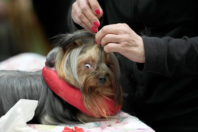 A Yorkshire terrier is grromed before entering the show ring during Crufts at the National Exhibition Centre on March 07, 2024 in Birmingham, England. Over 24,000 dogs from 220 different breeds take part in Crufts 2024 with hundreds of the most agile and athletic dogs competing in different competitions including agility and flyball and, new for this year, Hoopers - a low-impact and inclusive activity for dogs and owners. The event culminates in the Best in Show 2024 trophy, awarded on Sunday night. (Photo by Christopher Furlong/Getty Images)