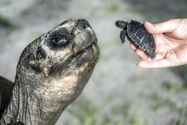 In this image provided by Zoo Miami, Goliath, a 517-pound (234-kilogram) Galapagos tortoise at Zoo Miami, meets his first offspring on June 12, 2025 in Miami. (Photo by Zoo Miami via AP Photo)