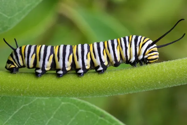 Monarch butterfly caterpillar (Danaus plexippus) on a milkweed plant (Asclepias syriaca) in Markham, Ontario, Canada, on June 26, 2022. (Photo by Creative Touch Imaging Ltd./NurPhoto via Getty Images)