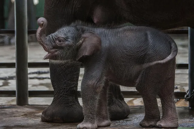 A one-week-old female baby Sumatran elephant is seen next to her mother, Siska, at the private Taman Safari zoo in Pasuruan in eastern Java island on November 14, 2014. The baby, born on November 6, was succesfully bred in captivity as part of conservation efforts for the critically-endangered Sumatran elephant. (Photo by Juni Kriswanto/AFP Photo)