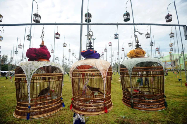 Birds sit in their cages during a bird-singing contest in Thailand's southern province of Narathiwat on September 20, 2016. Over one thousand birds from Thailand, Malaysia and Singapore take part in the annual contest. (Photo by Madaree Tohlala/AFP Photo)
