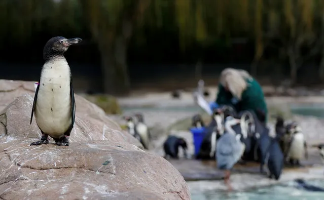 A penguin looks on during the Annual Stocktake at ZSL London Zoo in London, Britain February 7, 2018. (Photo by Tom Jacobs/Reuters)