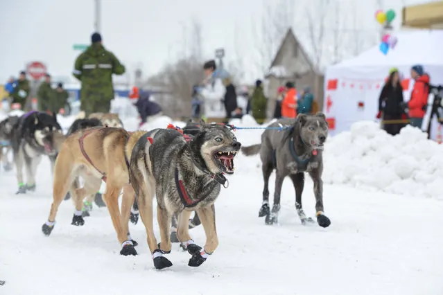Dogs from Katherine Keith's team are seen at the ceremonial start of the Iditarod dog sled race in Anchorage, Alaska, U.S. March 3, 2018. (Photo by Mark Meyer/Reuters)