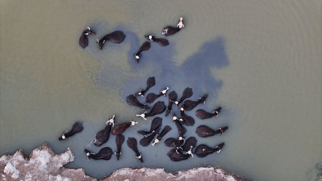  A drone view shows buffaloes wading in the waters of Chebayesh marsh in Dhi Qar province, Iraq, on April 18, 2025. Iraq has seen a decline in its buffalo population in the southern marshlands due to worsening water shortages and shrinking grazing areas, according to environmental experts. (Photo by Alaa Al-Marjani/Reuters)