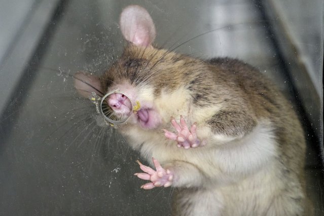 An African giant pouched rat being trained to detect tuberculosis licks a treat off glass in APOPO's laboratory in Morogoro, Tanzania, Tuesday, July 29, 2025. (Photo by Jack Denton/AP Photo)