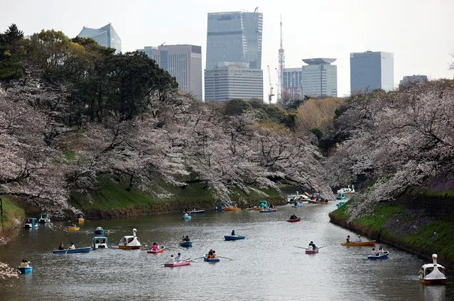 Visitors ride boats next to blooming cherry blossoms at Chidorigafuchi Park in Tokyo, Japan on March 22, 2023. (Photo by Issei Kato/Reuters)