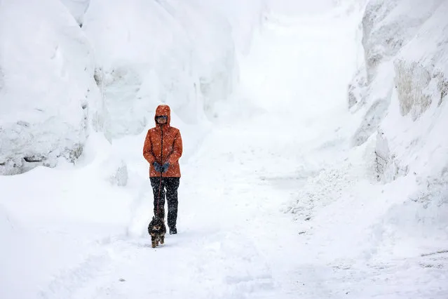 A woman walks a dog down a street that is walled in by snow as it continues to deepen in the first days of spring on March 21, 2023 in Mammoth Lakes, California. Following the driest three-year stretch on record, a series of destructive, and sometimes deadly atmospheric river storms has been sweeping over the state since early winter, bringing torrential rains, wide-spread flooding and one of the snowiest winters on record in the Sierra Nevada Mountains. The extreme precipitation is bringing relief from years of drought conditions across much of the state, though experts warn that the extreme weather swings may worsen as climate change. (Photo by David McNew/Getty Images)