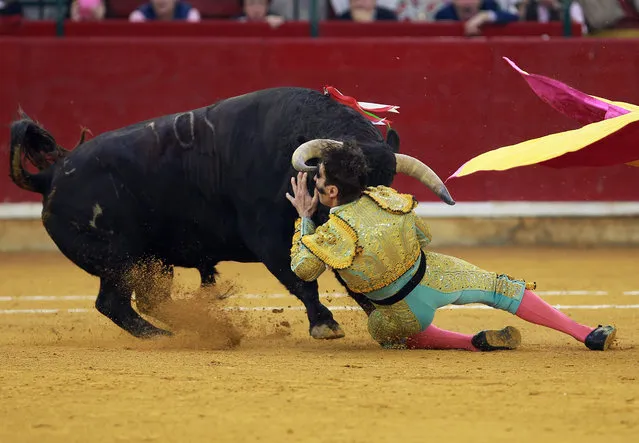 Spanish matador Juan Jose Padilla is hit by a bull during the El Pilar Feria at La Misericordia bullring on October 15, 2016. (Photo by Alberto Simon/AFP Photo)