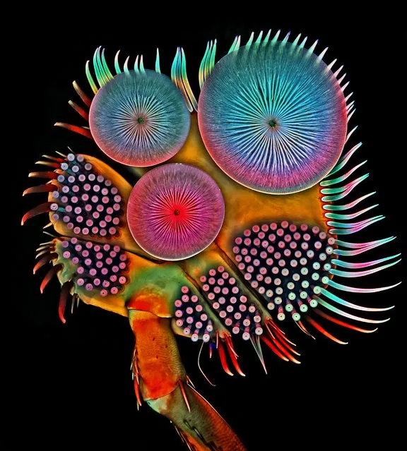 Fifth Place: Front foot (tarsus) of a male diving beetle. (Photo by Igor Siwanowicz/Nikon's Small World 2016)