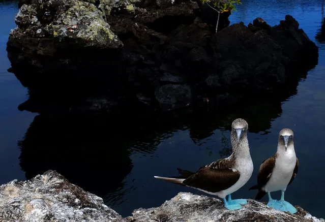 A pair of blue-footed boobies are seen in Isabela Island at at Galapagos National Park, Ecuador, October 11, 2016. (Photo by Nacho Doce/Reuters)