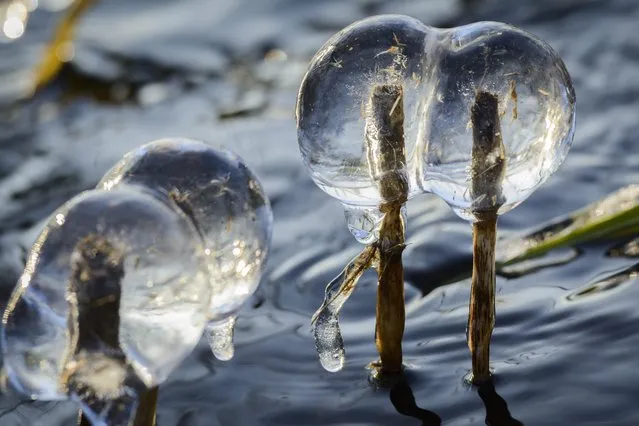 Stems of reed are covered with ice due to stormy winds in Lake Latokep near Debrecen, 226 kms east of Budapest, Hungary, Monday, December 29, 2014, as sub-zero temperatures have prevailed over the whole country for the last couple of days. (Photo by Zsolt Czegledi/AP Photo/MTI)