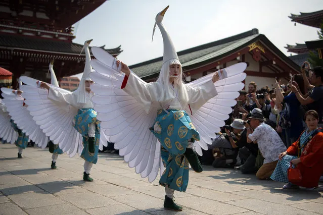 Participants in swan costumes perform a dance during the Sanja Festival on May 18, 2018 in Tokyo, Japan. Sanja Festival is one of Japan's major festivals and is held annually in the Asakusa area of Tokyo. The three day event starts with a grand parade with people in traditional costumes performing dances before around a hundred mikoshi (portable shrines) from the local communities are carried to and from Asakusa Temple watched on by an audience of locals and tourists. (Photo by Carl Court/Getty Images)