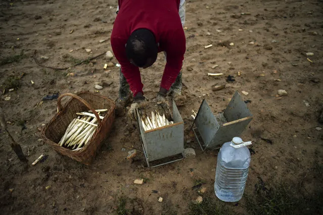 In this Thursday, May 31, 2018 photo, temporary worker Evin, 25, from Cameroon, collects white asparagus from the field early morning, in Caparroso, around 85 km (52 miles) from Pamplona, northern Spain. (Photo by Alvaro Barrientos/AP Photo)