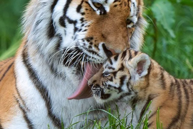 Amur tiger Mishka with one of her six-week-old cubs as they begin to explore their enclosure at Banham Zoo in Norfolk, England on Tuesday, June 13, 2023. The cubs are a legacy to their father Kuzma, who was the zoo's resident male Amur tiger and died in March aged 14, just weeks before the cubs arrival. Amur tigers are the largest of the world's big cats as well as the heaviest, with only around 500 left in the wild. (Photo by Joe Giddens/PA Images via Getty Images)