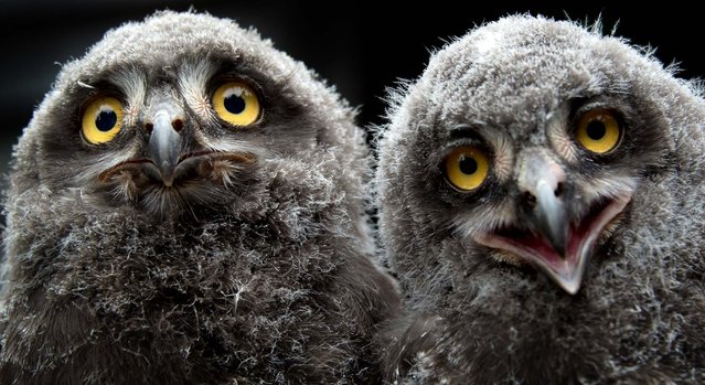 Two young Snowy Owls sit next to each other at the Zoo in Hannover, Germany, on July 12, 2013. (Photo by Jochen Luebke/Dpa)