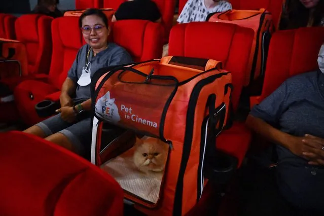 Pet owners and a cat sit inside a movie theatre on the opening day of the pet-friendly i-Tail Pet Cinema opening at Major Cineplex inside Mega Bangna shopping mall in Samut Prakan on June 10, 2023. (Photo by Lillian Suwanrumpha/AFP Photo)