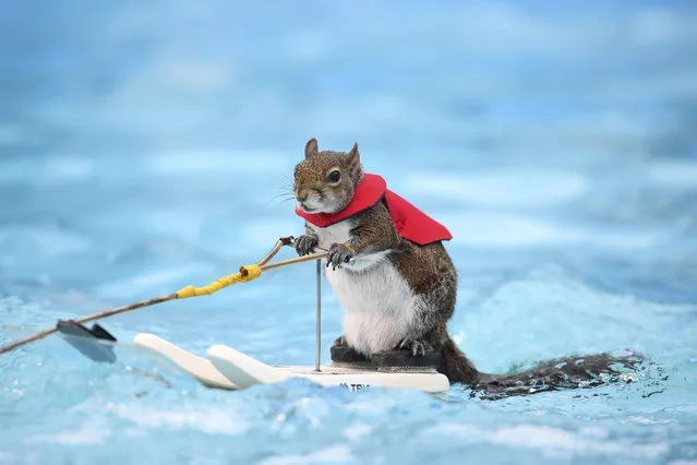Twiggy, the water-skiing squirrel, performs outside U.S. Bank Stadium as part of X Fest in Minneapolis, Thursday, July 19, 2018. The squirrel, the 7th in a line of Twiggies going back to the late 1970s, is on a farewell tour due to the retirement of its owner, Lou Ann Best. She started performing with water-skiing squirrels with her husband, Chuck Best, who died in a downing accident in 1997. Lou Ann spends a substantial part of her performance educating spectators about water safety. (Photo by Aaron Lavinsky/Star Tribune via AP Photo)