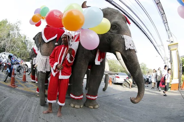 Elephants parade during a Christmas festival in a primary school in Ayutthaya, Thailand, December 24, 2015. (Photo by Jorge Silva/Reuters)