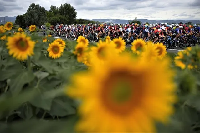 The pack passes a field with sunflowers during the eleventh stage of the Tour de France cycling race over 180 kilometers (112 miles) with start in Clermont-Ferrand and finish in Moulins, France, Wednesday, July 12, 2023. (Photo by Daniel Cole/AP Photo)