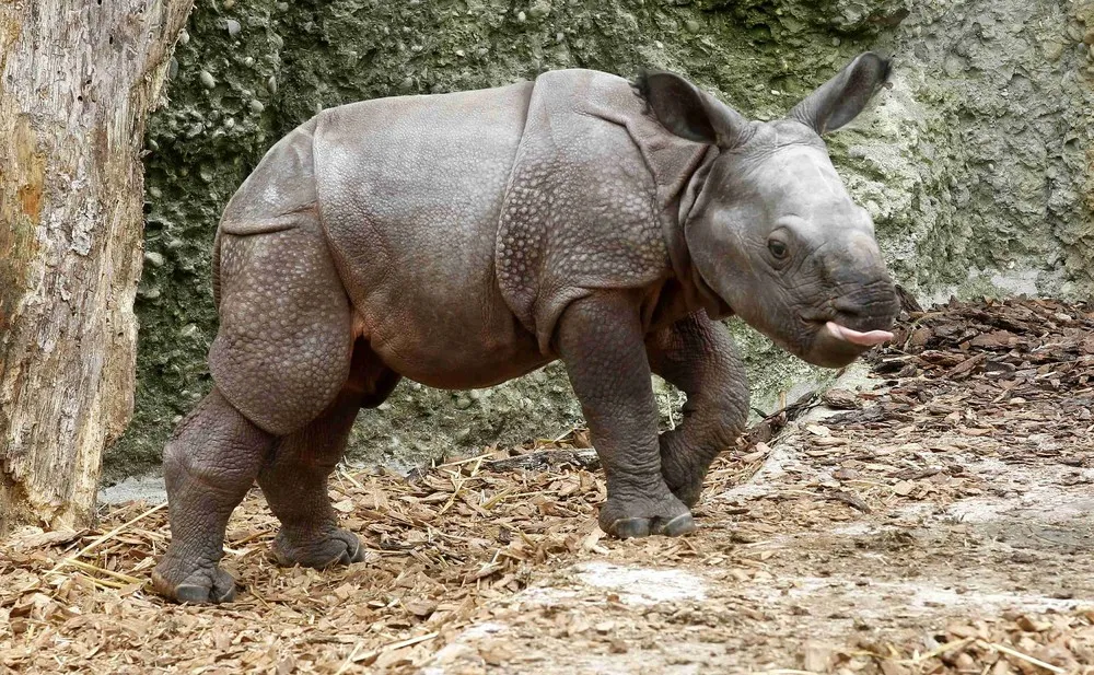 Newborn Indian Rhinoceros Jari at the Zoo in Basel, Switzerland