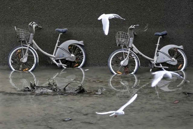 Seagulls fly past abandoned Velib self-service public bicycles which appear after the draining of the Canal Saint-Martin in Paris, France, January 6, 2016. (Photo by Charles Platiau/Reuters)