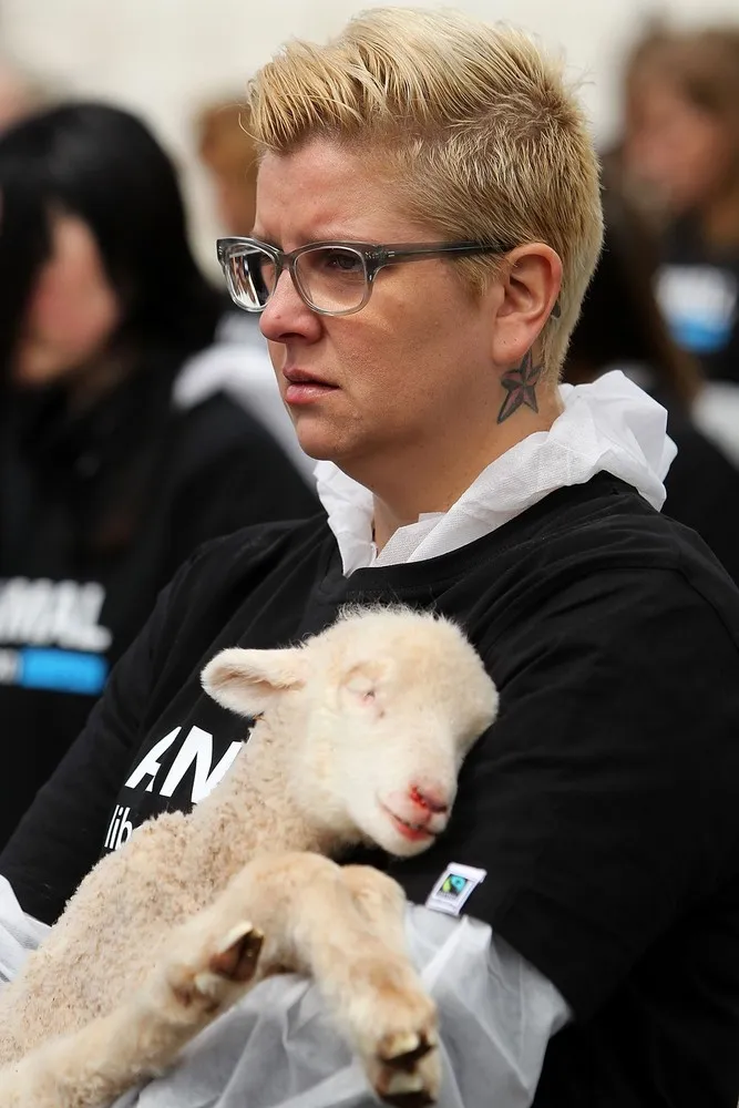 Animal Activists Hold Memorial for Dead Animals in Melbourne