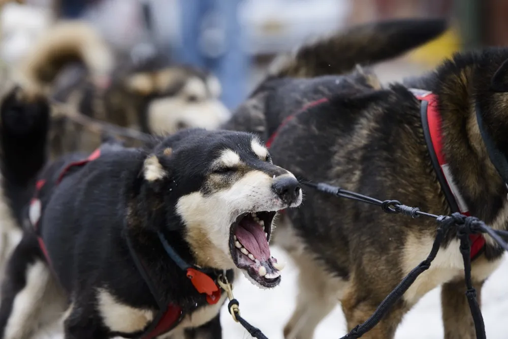 Iditarod Trail Sled Dog Race In Alaska