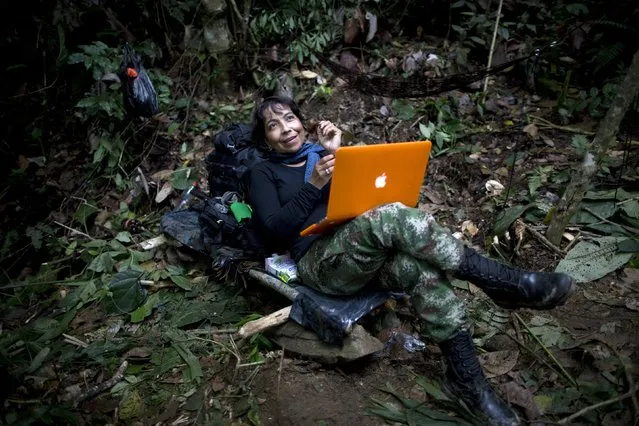 In this January 4, 2016 photo, Yira Castro, a mid-level commander for the 36th Front of the Revolutionary Armed Forces of Colombia, or FARC, looks up from her laptop at a hidden camp in Antioquia state, in the northwest Andes of Colombia. After three decades in the jungle her loyalty is absolute, she says that if peace does arrive the first thing she'll do is take a trip alone with her boyfriend, a fellow rebel. (Photo by Rodrigo Abd/AP Photo)