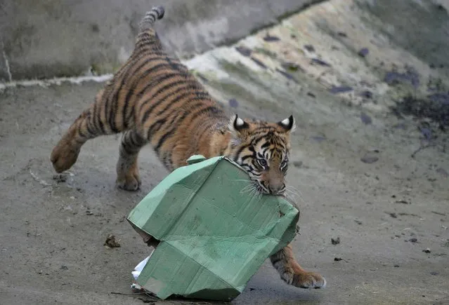 Sumatran tiger cub Achilles opens up a Christmas present in its enclosure at London Zoo, in London, Britain December 15, 2016. (Photo by Hannah McKay/Reuters)