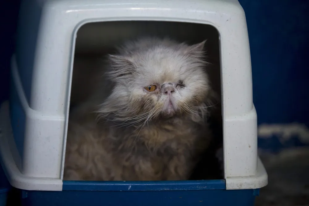 Street Cats in Israel