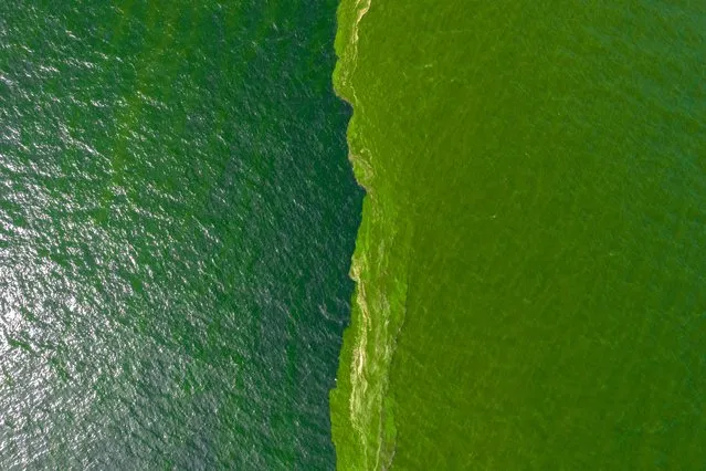 An aerial view of green sea water caused by plankton bloom known to kill marine life, at Chonburi's coastline, Thailand on September 14, 2023. (Photo by Napat Wesshasartar/Reuters)