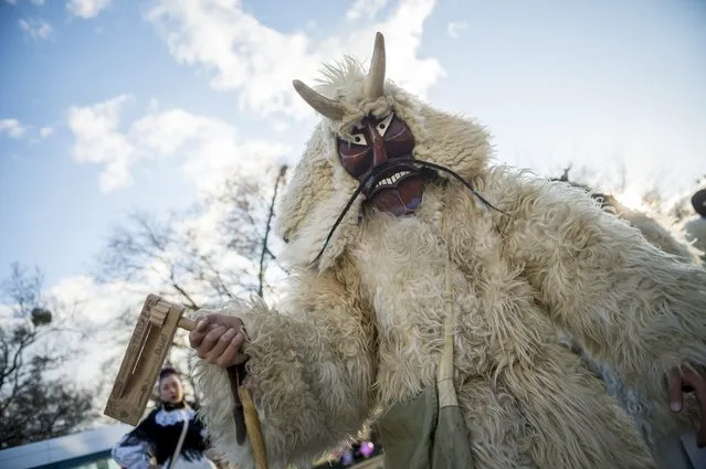 A reveler wearing a sheepfur costume uses a rattler during the traditional carnival parade in Mohacs, 189 kms south of Budapest, Hungary, February 4, 2016. The carnival parade of people, the so-called busos, dressed in costumes and frightening wooden masks, using various noisy wooden rattlers is traditionally held on the seventh weekend before Easter to drive away winter, and is a revival of a legend, which says that ethnic Croats ambushed the Osmanli Turkish troops, who escaped in panic seeing the terrifying figures during the Turkish occupation of Hungary. (Photo by Tamas Soki/EPA)