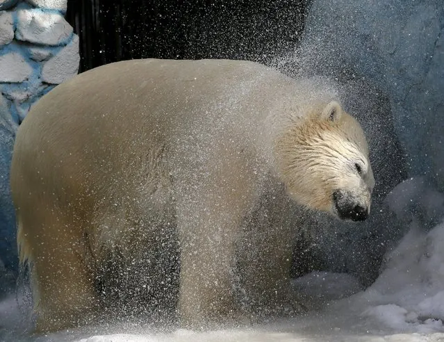 Felix, a 9-year-old male polar bear, shakes off water after swimming in a pool for the first time after winter at the Royev Ruchey zoo in a suburb of Russia's Siberian city of Krasnoyarsk March 22, 2015. Felix was delivered to the zoo as a weak, orphaned cub from a scientific polar station on the Wrangel Island in the Arctic Ocean in May 2006, according to zoo representatives. (Photo by Ilya Naymushin/Reuters)