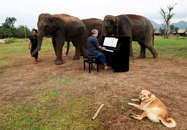 British volunteer Paul Barton plays piano for sick, abused, retired and rescued elephants in sanctuary along Thailand-Myanmar border in Kanchanaburi, Thailand, December 9, 2018. Paul has been playing piano for elephants as a volunteer for almost ten years. (Photo by Soe Zeya Tun/Reuters)