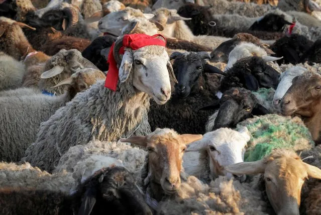 Sheep prepared for slaughtering are seen during celebrations of the Muslim festival of sacrifice Eid al-Adha in Kazan, Russia on July 20, 2021. (Photo by Alexey Nasyrov/Reuters)