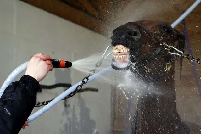 Readly Express is washed before a training session with his trainer Timo Nurmos, one week before the Prix d'Amerique on January 18, 2019 in Mortrée, northwestern France. (Photo by Charly Triballeau/AFP Photo)
