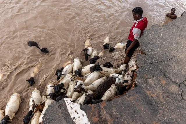 Herdsmen assists some of their goats to cross a flooded area next to a road destroyed by flash floods at the Garissa-Wajir Road in Maalimin on November 21, 2023. The Horn of Africa is experiencing torrential rainfall and floods linked to El Nio climate pattern. Several communities are isolated as thousands of homes have been destroyed or damaged by floods that struck at least 33 of Kenya's 47 counties, killing more than 70 people and displacing many across the East African nation. (Photo by Luis Tato/AFP Photo)
