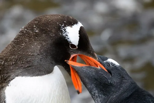 A penguin prepares to regurgitate its food for its young, on March 05, 2015 in South Georgia Island. (Photo by Andrew Orr/Barcroft Images)