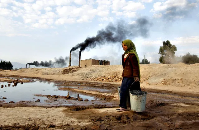 Aisha 11, carries coal to be used for cooking and heating from a brick-making factory in Jalalabad December 17, 2013. (Photo by Reuters/Parwiz)